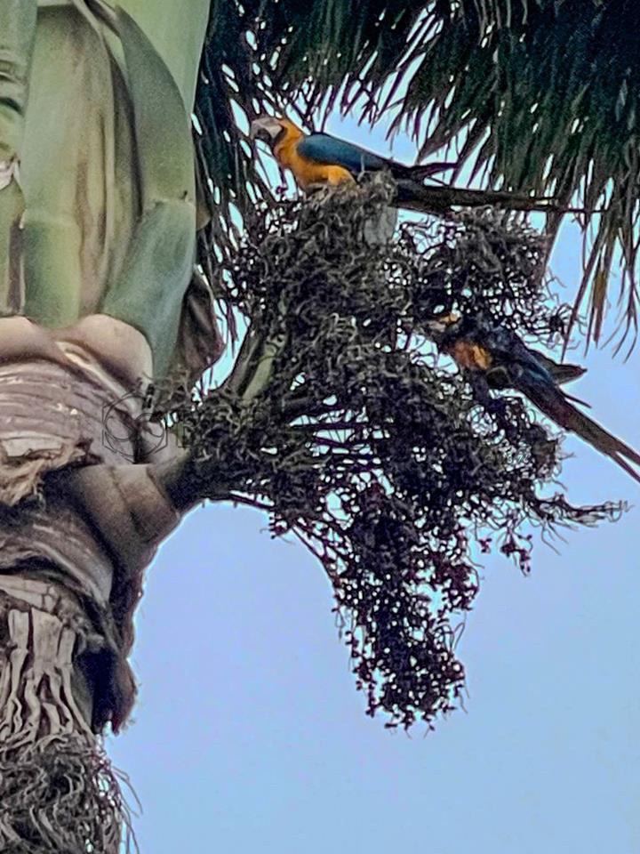 Rodovia BR-020 Km 2,5 - Chacara BR - 020 Km 02 chácara 17 . - Foto 21