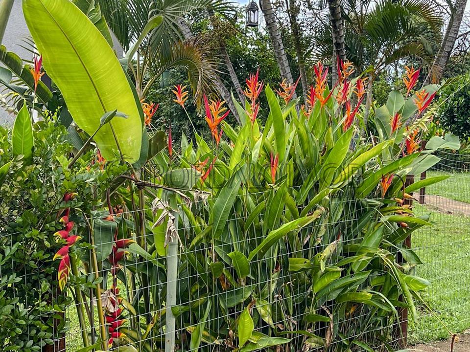 Rodovia BR-020 Km 2,5 - Chacara BR - 020 Km 02 chácara 17 . - Foto 31