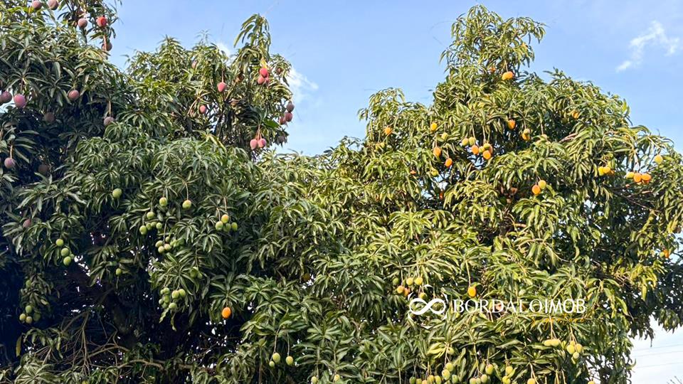 Condomínio Ville Montagne - Casa Chalé com 800m² de Lote       3 Quartos  - Foto 14