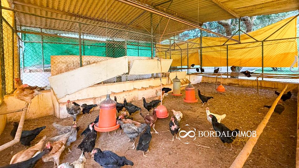 Mansões Fazenda DF - 140 - Chácaras Conjugadas com 4,9 hectares com Lazer e Árvores Frutiferas - Foto 16